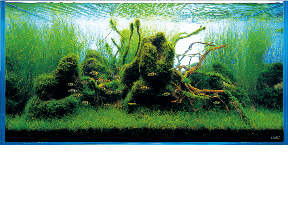 Aquatic Plantsand Fish Aquarium