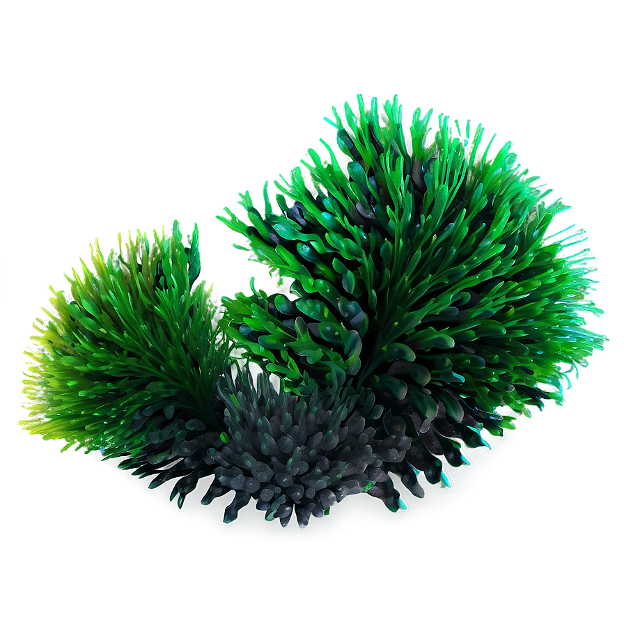 Aquatic Seaweed Design Png 05242024