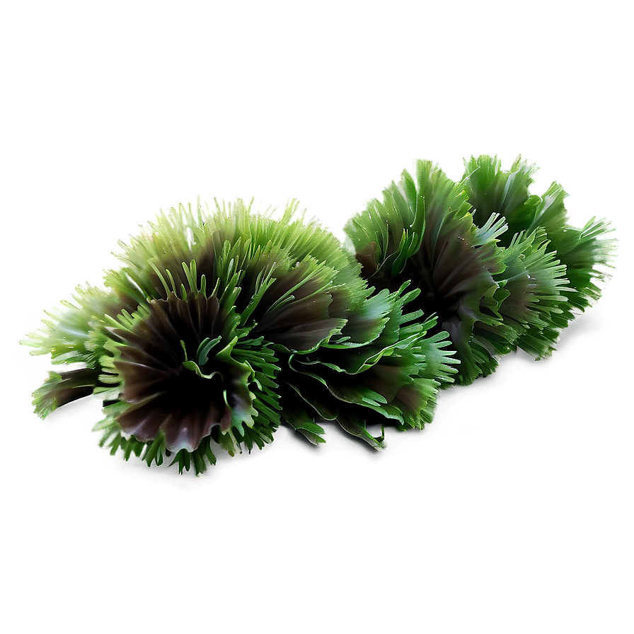 Aquatic Seaweed Design Png 05242024