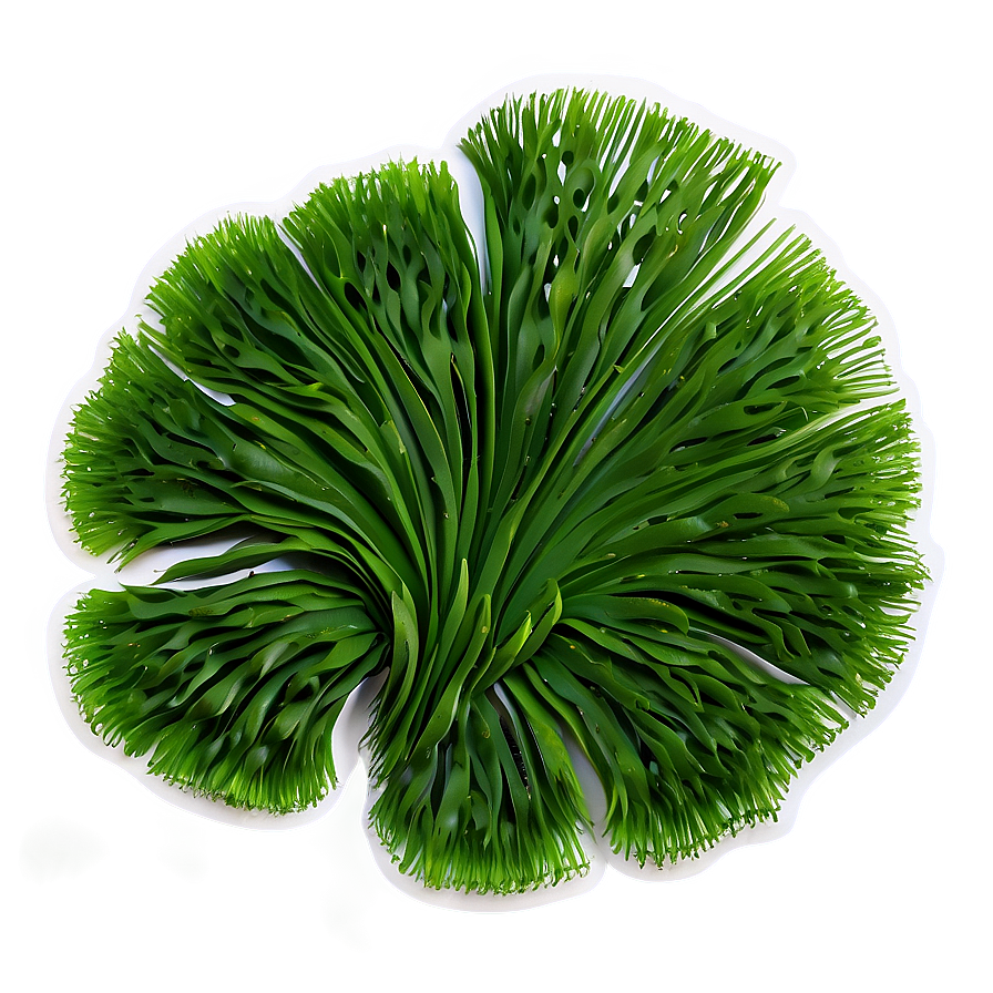 Aquatic Seaweed Design Png 05242024