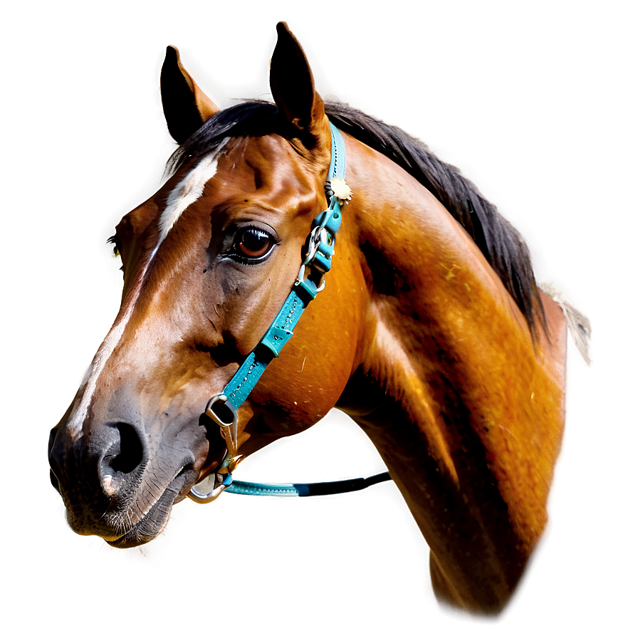 Arabian Horse Png Gws