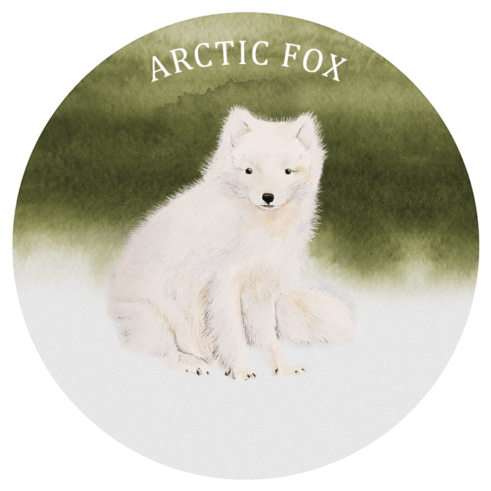 Arctic Fox, HD Png Download PNG with transparent background