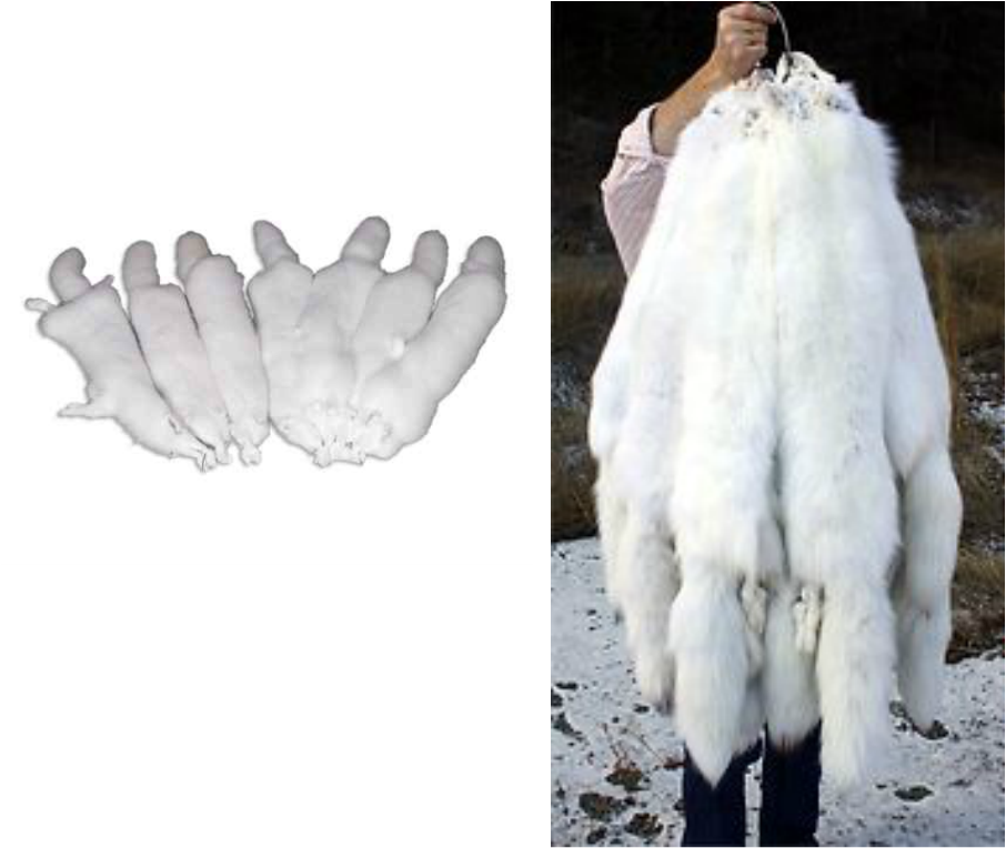 Picture - Arctic Fox Pelt Trade, HD Png Download PNG with transparent background