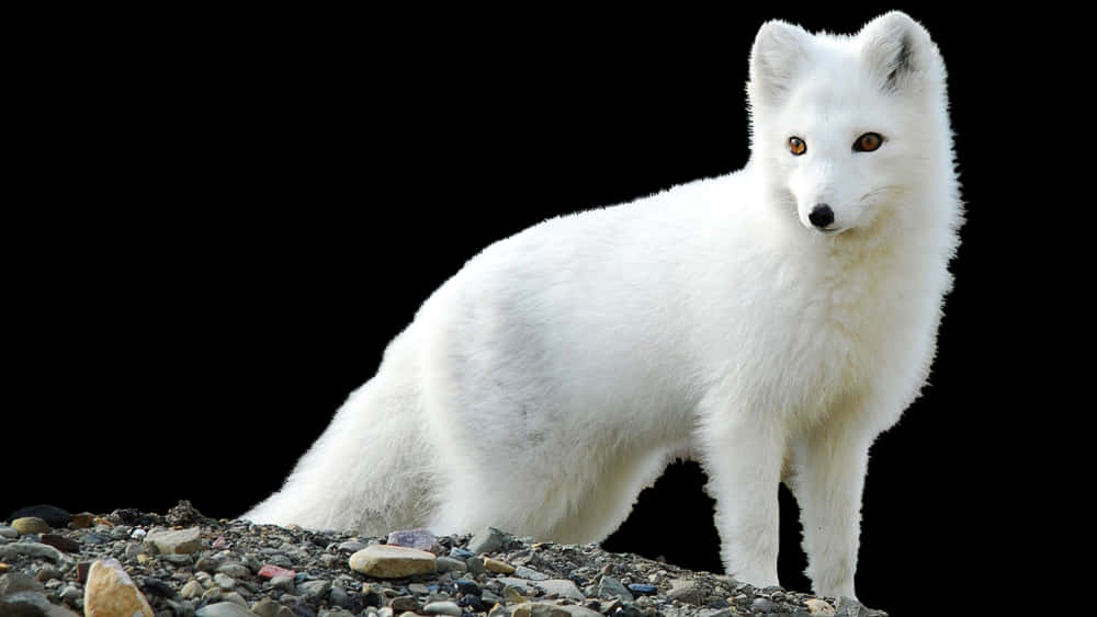 Arctic Fox Standing On Rocks