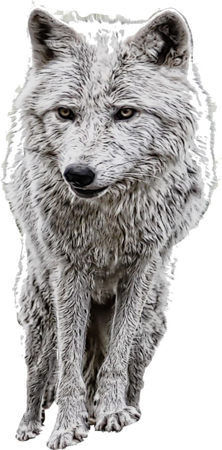 Wolf Arctic Clipart Brown Free On Transparent Png - Manipulation Png, Png Download PNG with transparent background