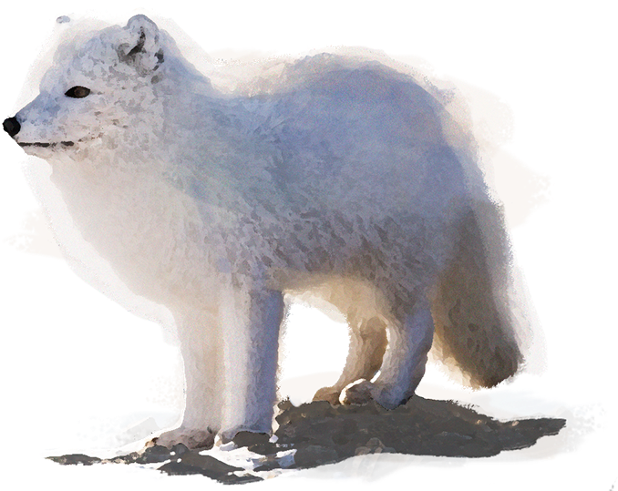 Arctic Foxin Snow Illustration