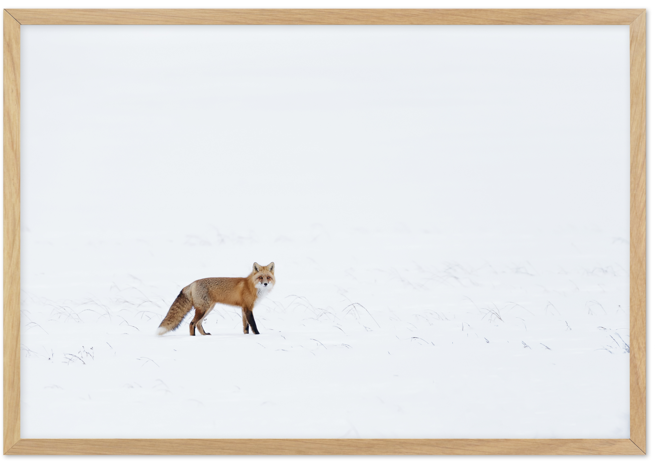 Arctic Fox - Red Fox, HD Png Download PNG with transparent background