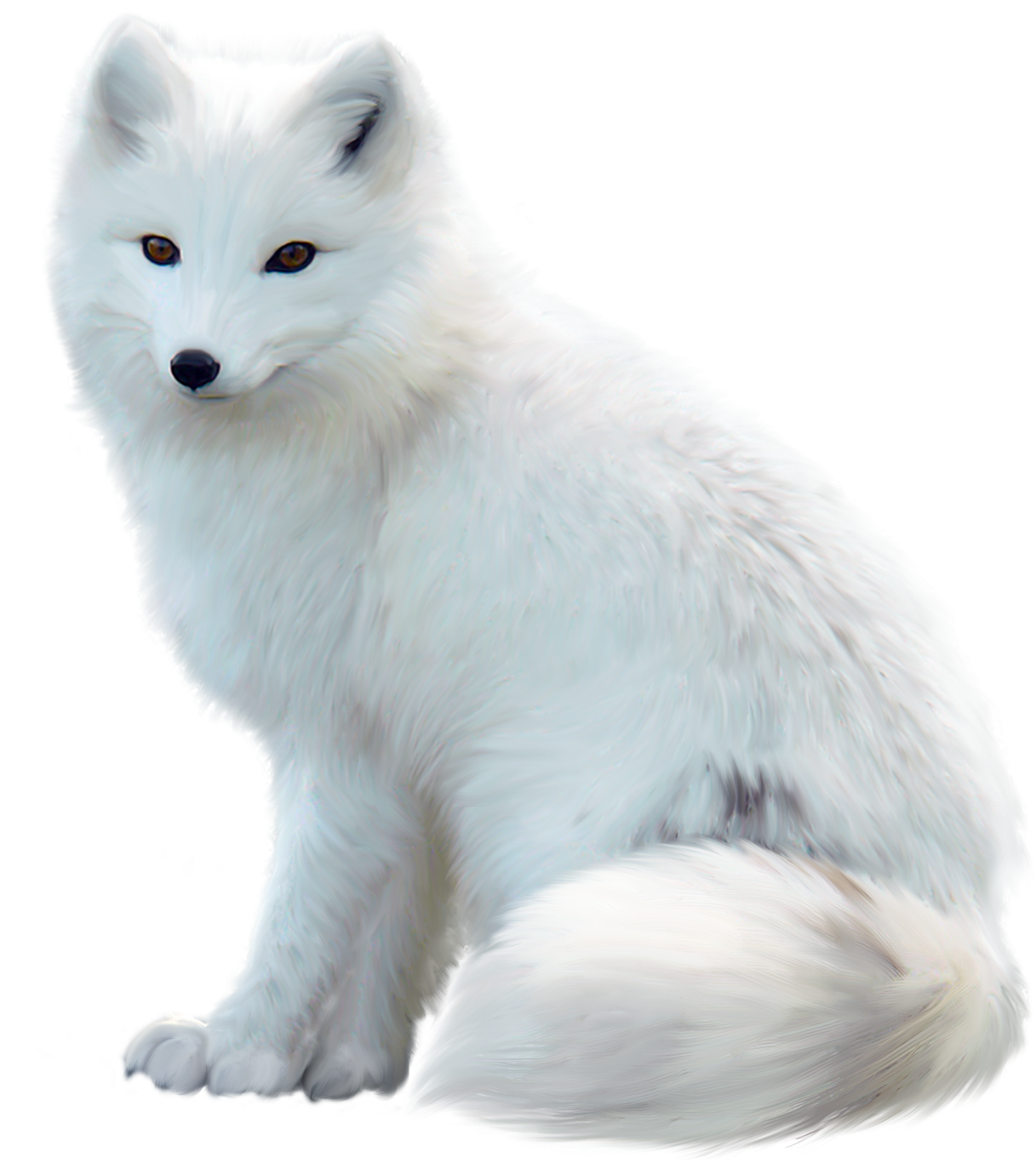 White Fox Png Pic - Arctic Fox White Background, Transparent Png PNG with transparent background