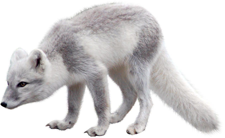 Arctic Fox Png, Transparent Png PNG with transparent background