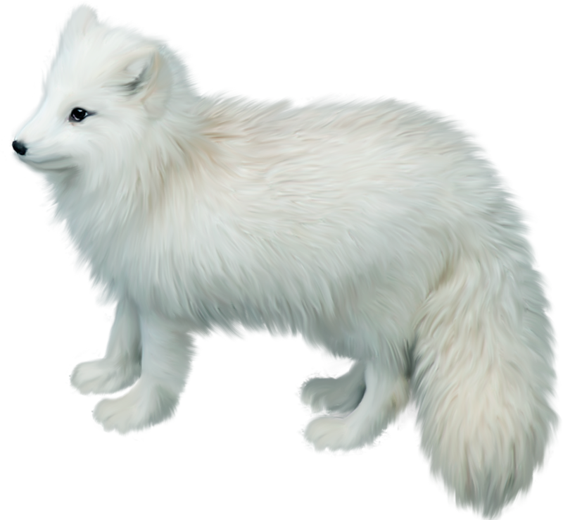 Arctic Fox Png Picture - Arctic Fox No Background, Transparent Png PNG with transparent background