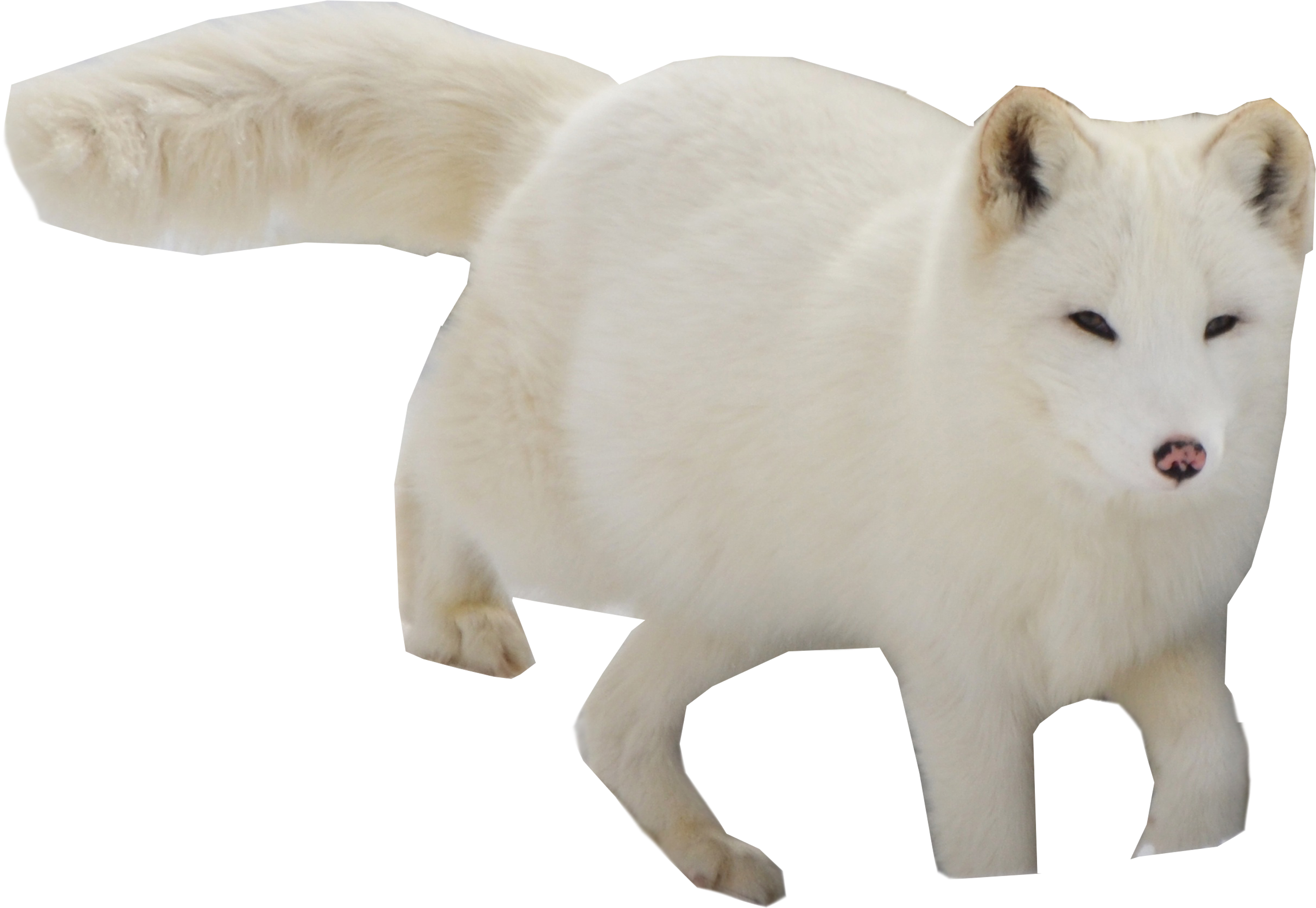 Arctic Snow Fox Png Image - Arctic Fox, Transparent Png PNG with transparent background