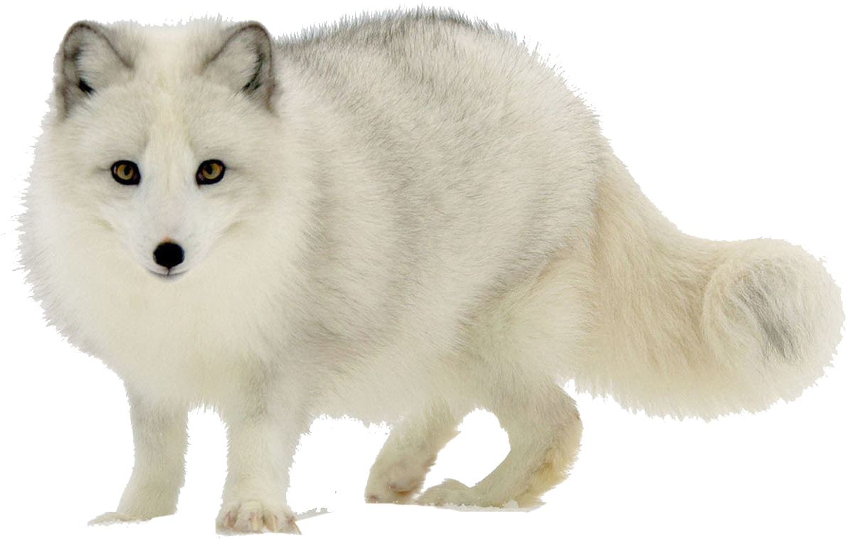 Arctic Foxin Winter Coat