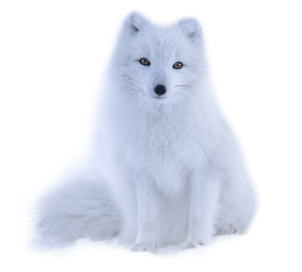 #fox #white - Arctic Fox, HD Png Download PNG with transparent background