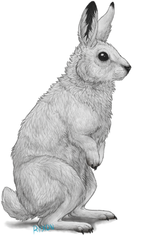 Arctic Hare Illustration