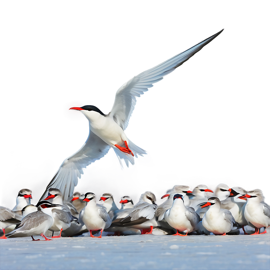 Arctic Tern Migration North Pole PNG tyl PNG image with a transparent background, free high-resolution download