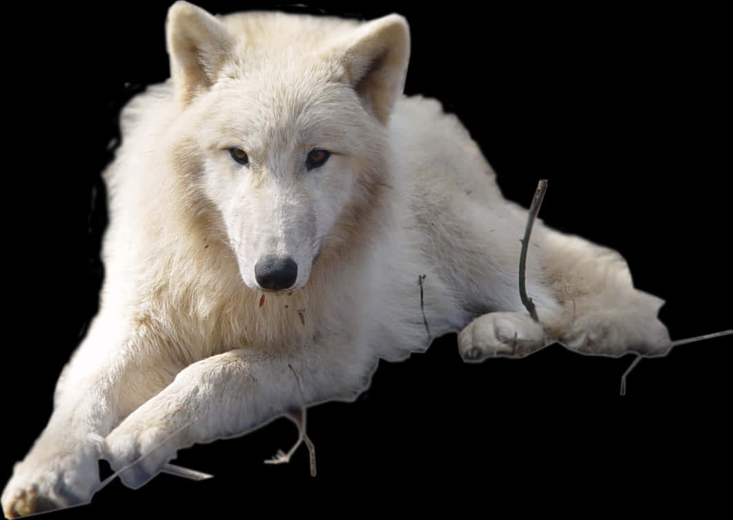 Arctic Wolf Resting