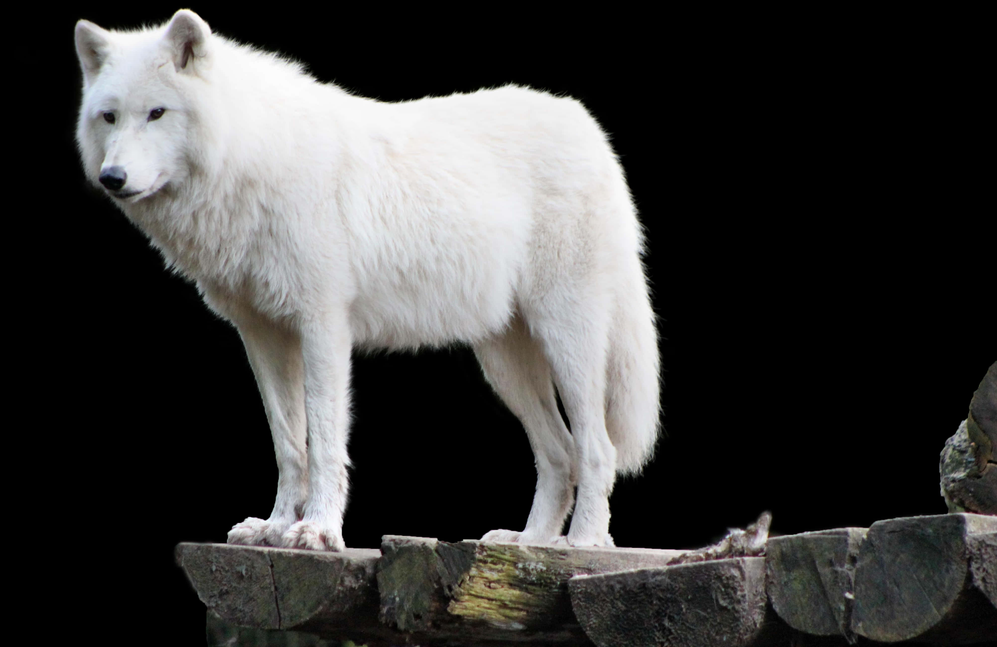 Arctic Wolf Standingon Rocks