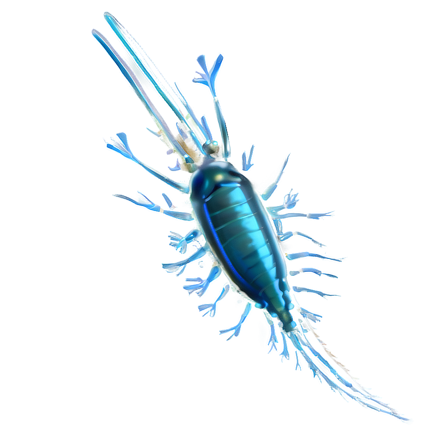 Arctic Zooplankton Png Aof