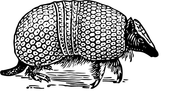 Armadillo Illustration Black White