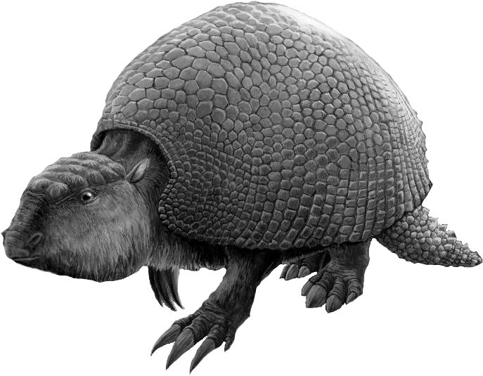 Armadillo Illustration Profile