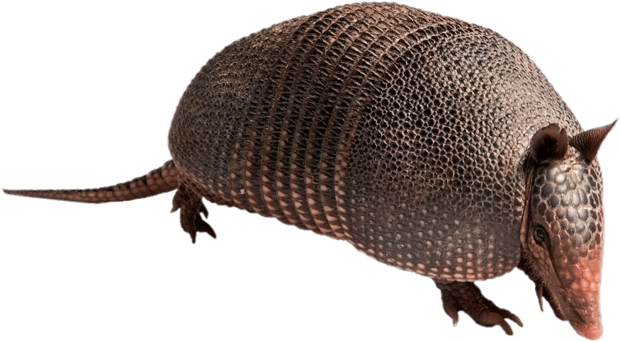 Armadillo Side View.png