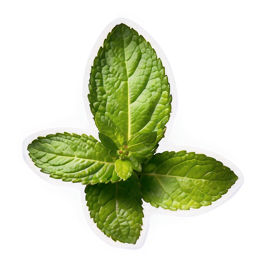 Aromatic Mint Leaves Png Ahd