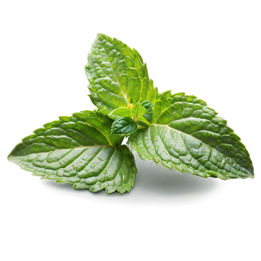 Aromatic Mint Leaves Png Dtp77