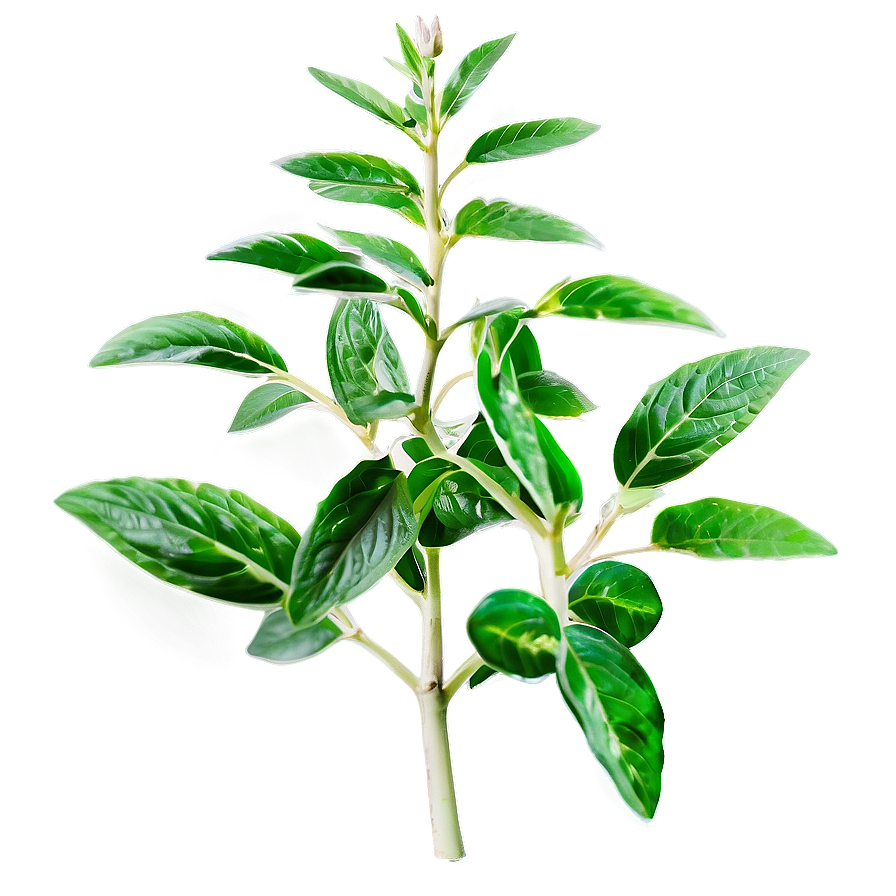 Aromatic Plant Png Ygp74