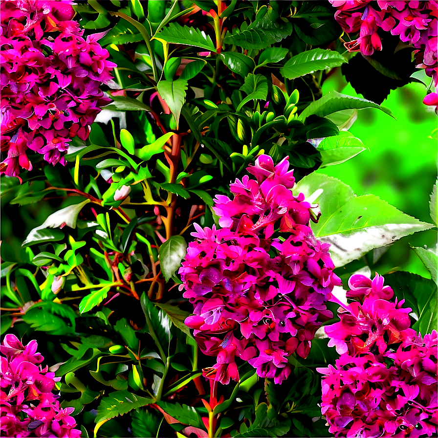 Aromatic Shrubs PNG mqy61 PNG image with a transparent background, free high-resolution download