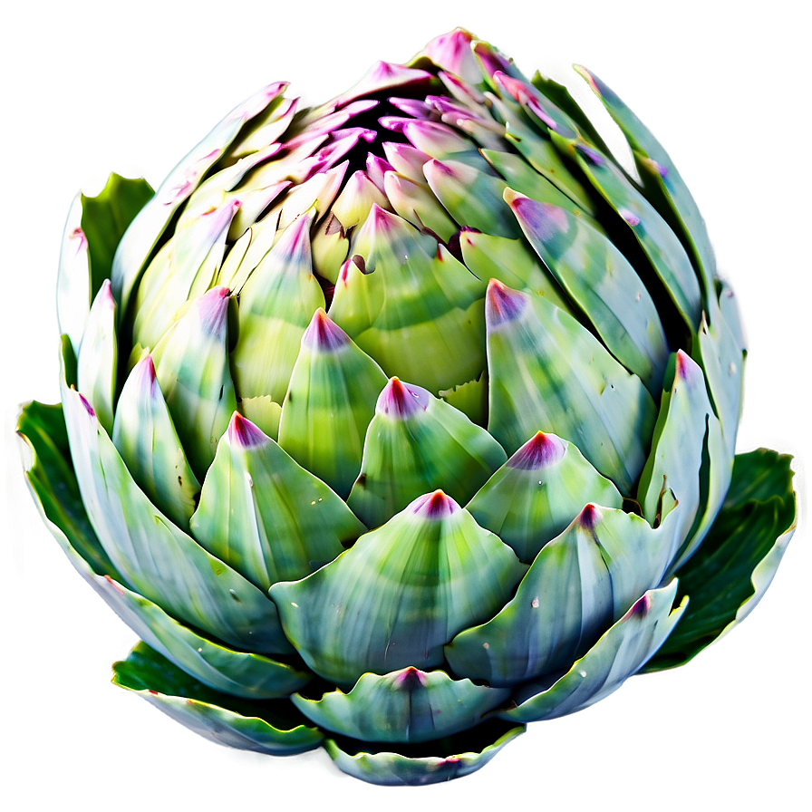 Artichoke Side View Png Srq64