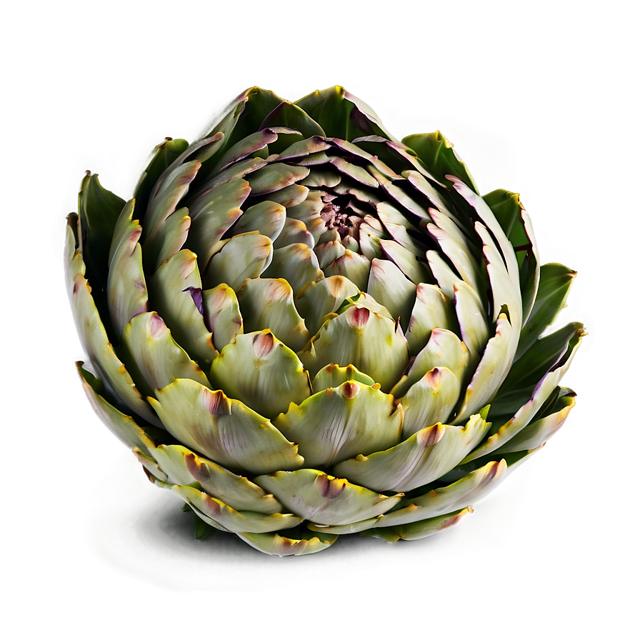 Artichoke Slice Png 41