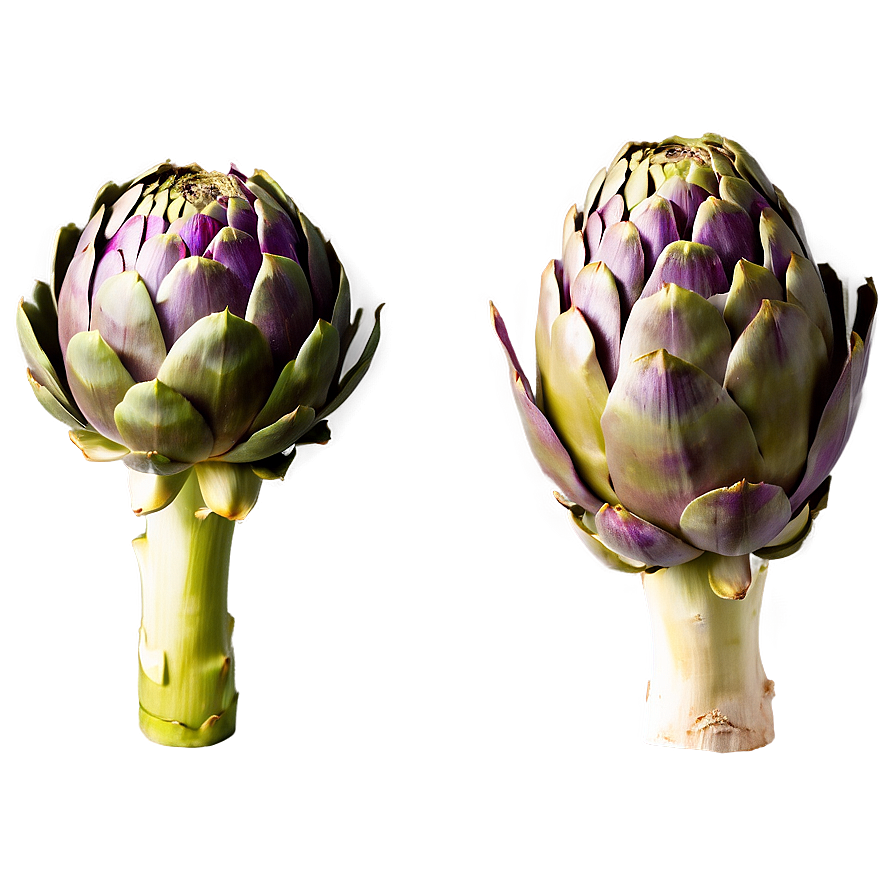 Artichoke Top View Png Wfx