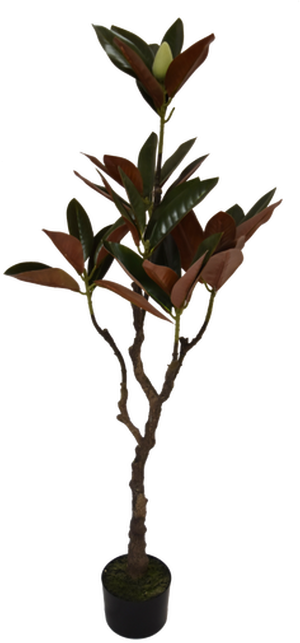 Magnolia Tree - Artificial Plant - Twig, HD Png Download PNG with transparent background