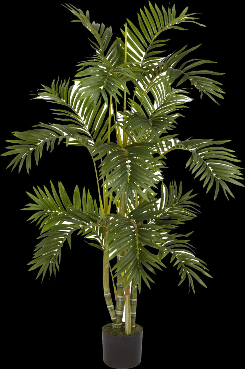 Hd Plants Png , Free Unlimited Download - Palm Tree Plant Png, Transparent Png PNG with transparent background