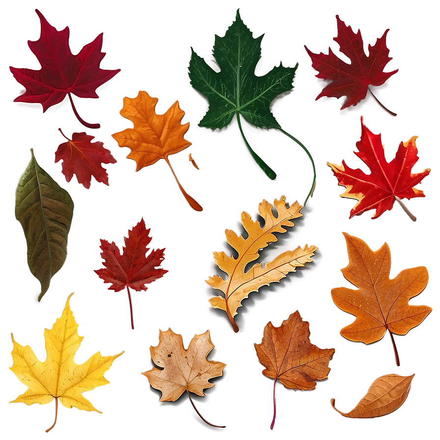 Artistic Fallen Leaves Composition Png 57