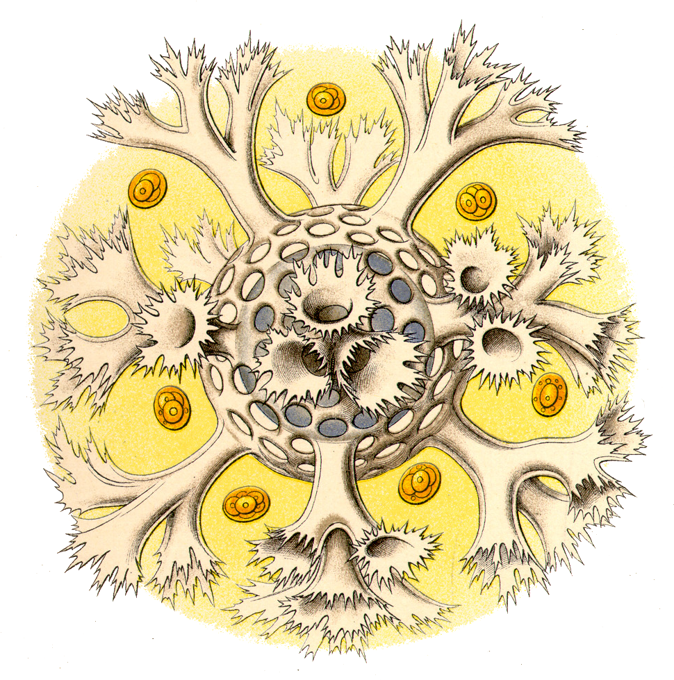 Transparent Horns Png - Bacteria Ernst Haeckel, Png Download PNG with transparent background