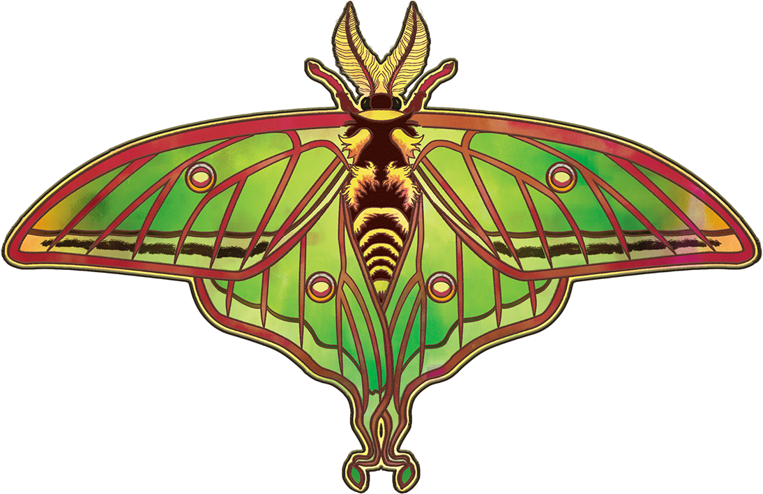 Transparent Moths Png - Moth, Png Download PNG image with a transparent background, free high-resolution download