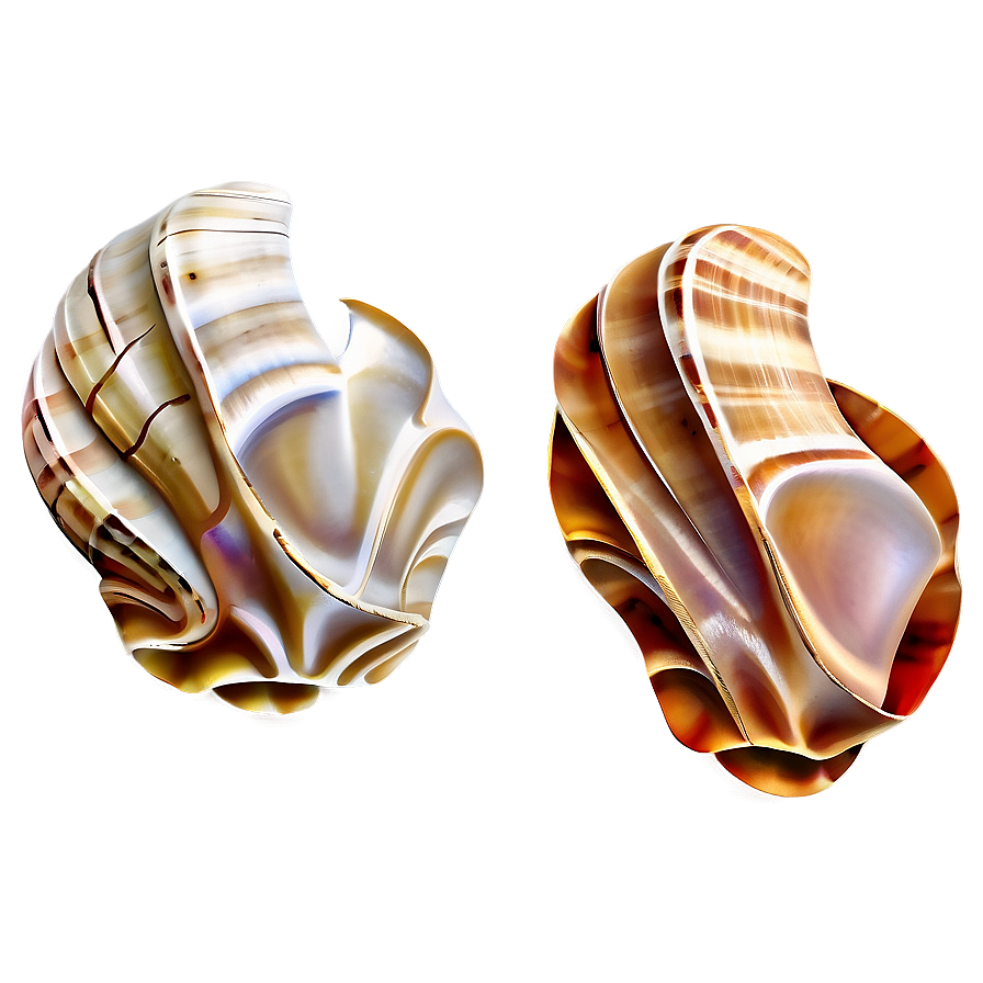 Artistic Shells Arrangement Png Ttr