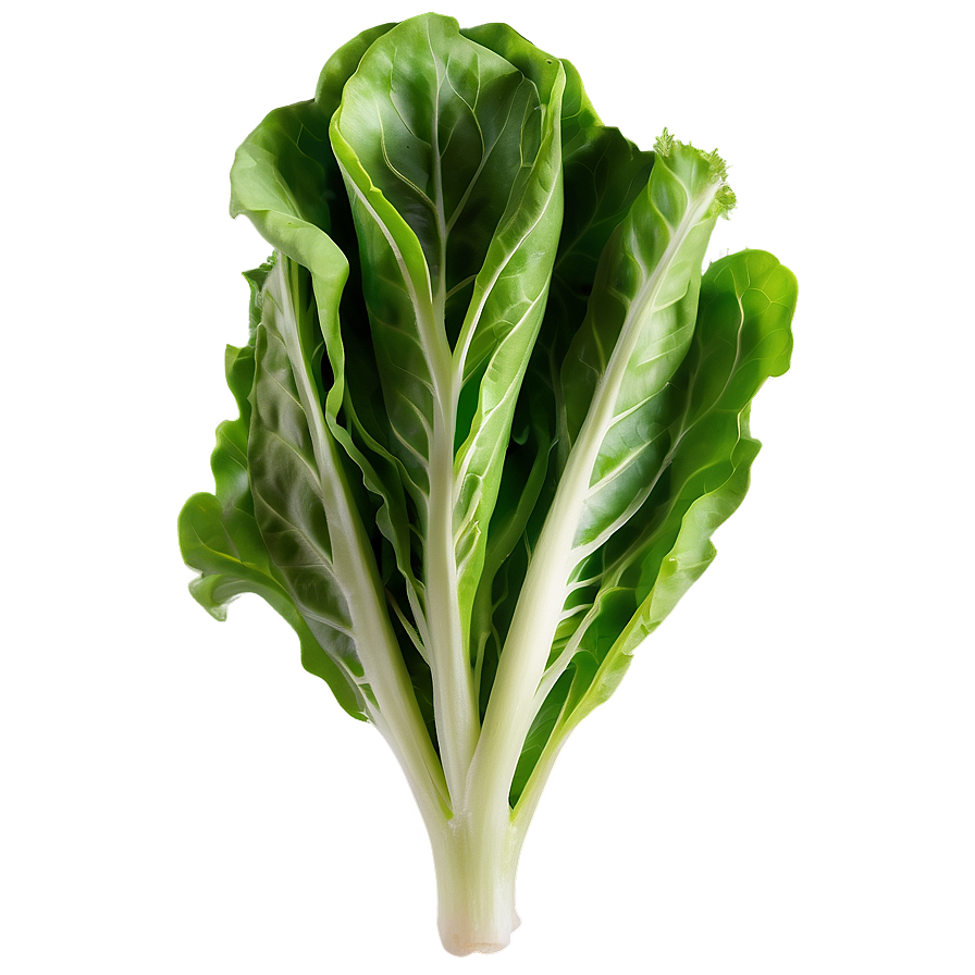 Arugula Lettuce Png Cwb12