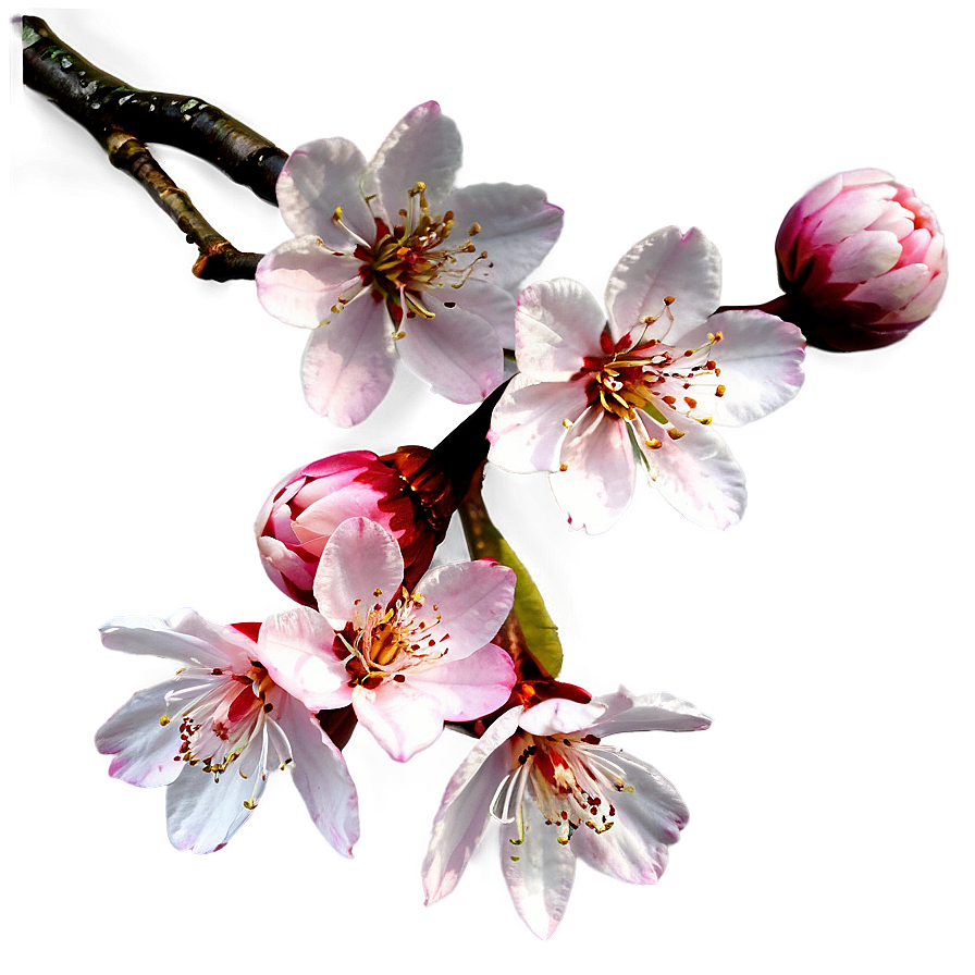 Asia Cherry Blossom PNG 06232024 PNG with transparent background