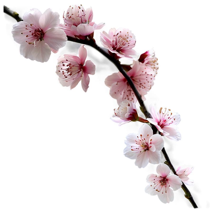 Asia Cherry Blossom PNG 06232024 PNG with transparent background