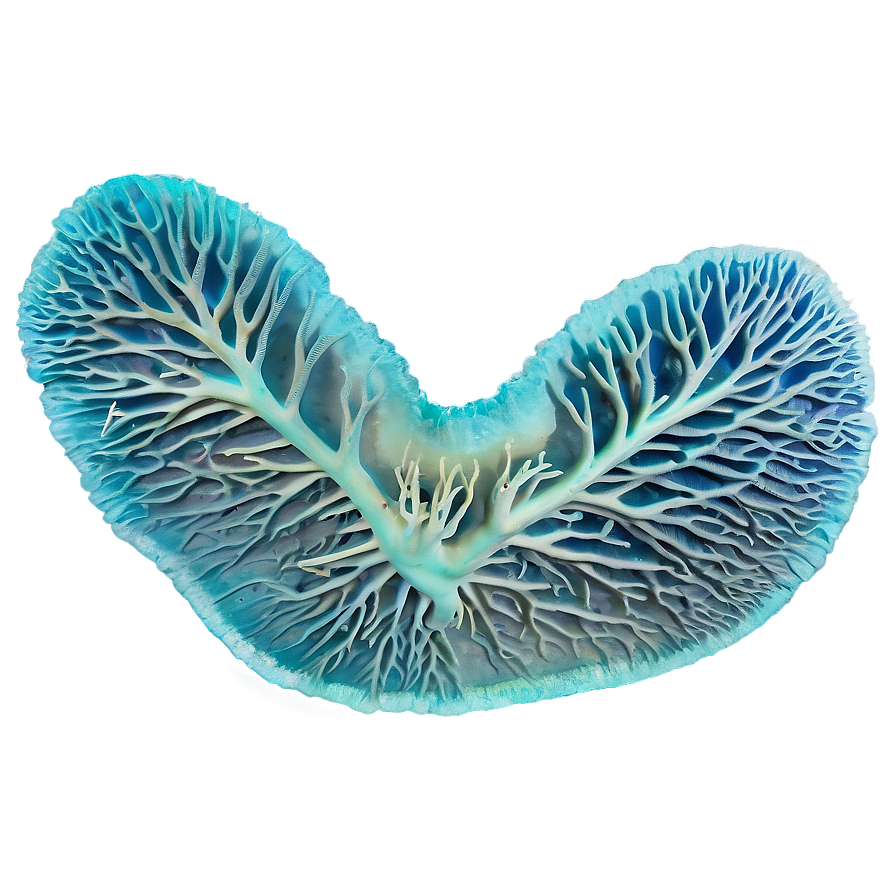 Asia Underwater Coral Reef PNG ogn62 PNG with transparent background