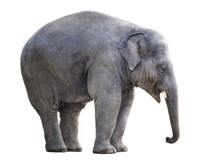 Asian Elephant Isolatedon Black PNG with transparent background