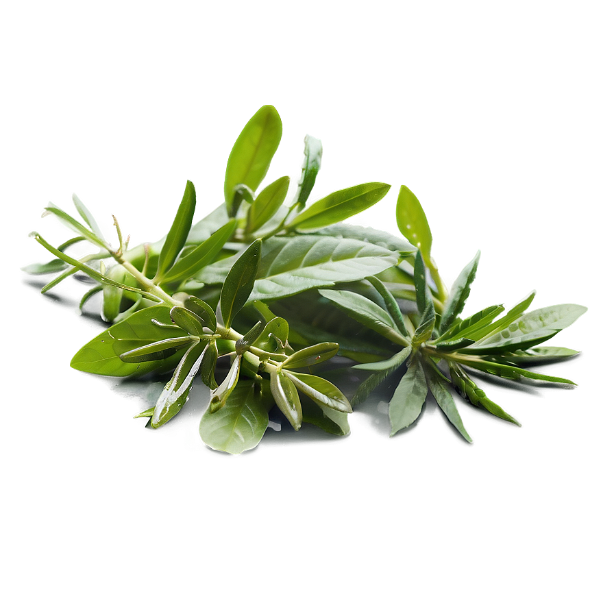 Asian Herb Png Dsc