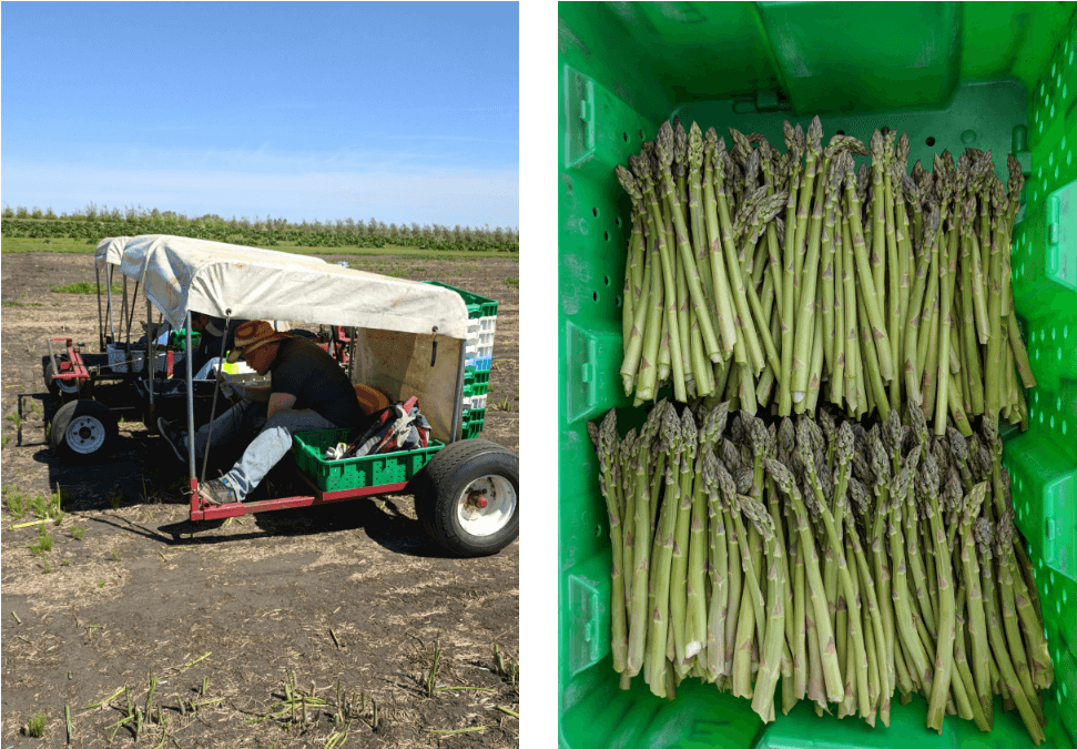 Asparagus Harvestand Collection