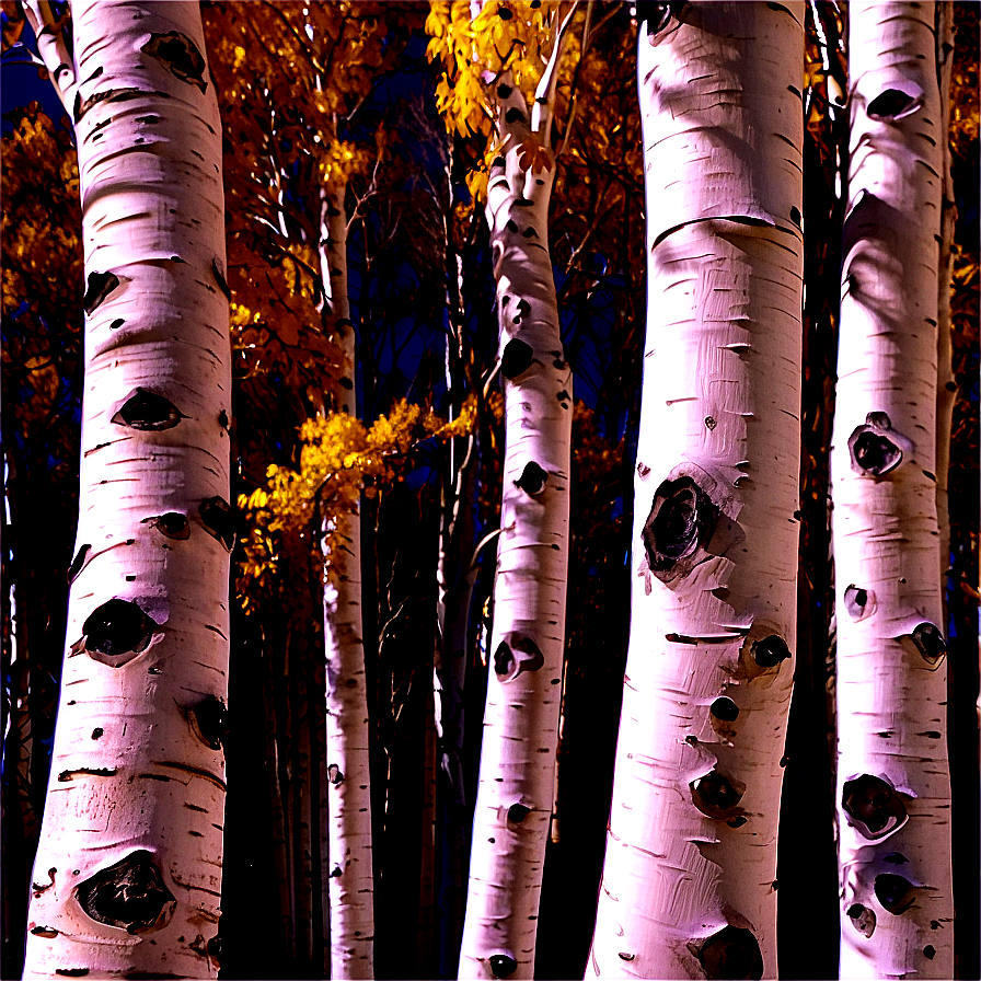 Aspen Trees Colorado PNG 06112024 PNG with transparent background