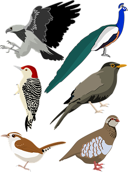 Assorted_ Bird_ Illustrations_ Vector PNG with transparent background