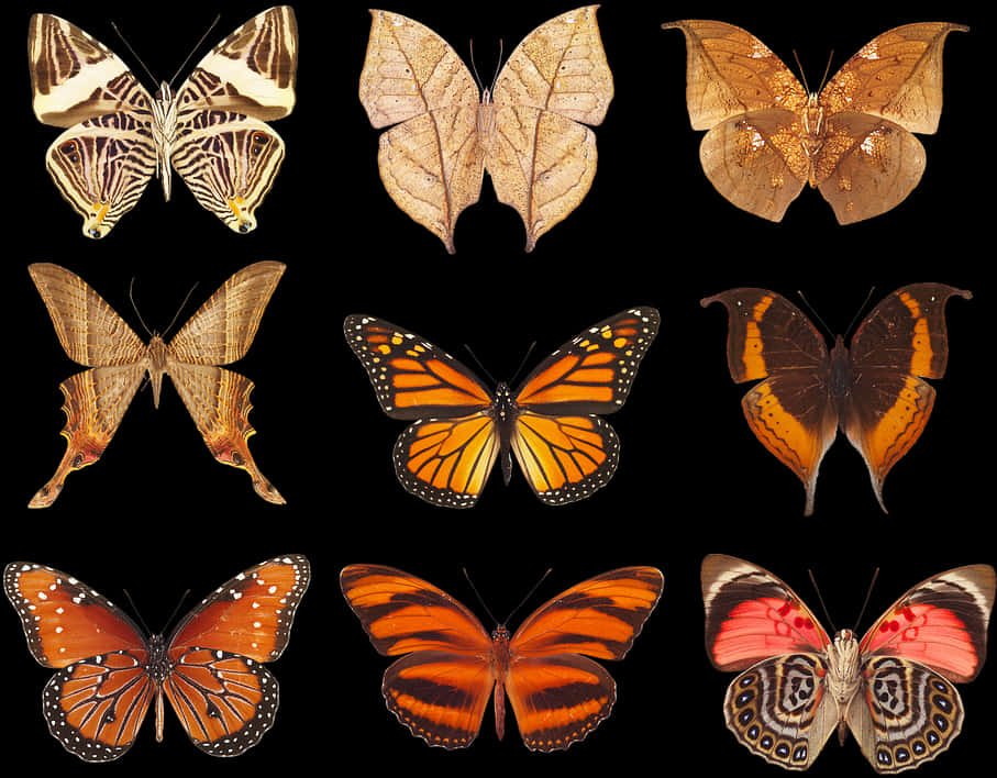 Assorted Butterfly Species Collection PNG image with a transparent background, free high-resolution download