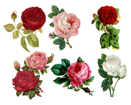 Assorted_ Colorful_ Roses_ Artwork