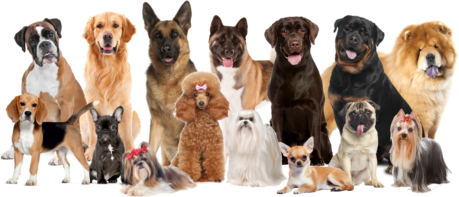 Assorted Dog Breeds Group